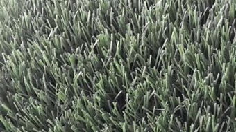 artificial grass sand infill,Understanding Artificial Grass Sand Infill: A Comprehensive Guide