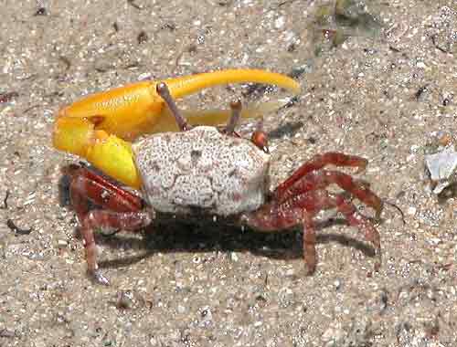 sand fiddler crab,Sand Fiddler Crab: A Detailed Multidimensional Introduction