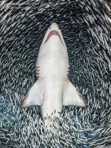 sand tiger shark species,Sand Tiger Shark Species: A Detailed Multidimensional Introduction