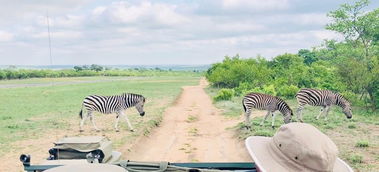 leopard hills sabi sands,Accommodation: A Haven of Comfort and Privacy