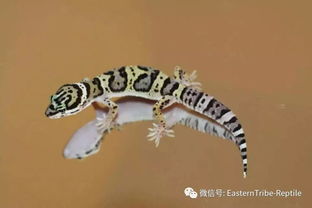 leopard gecko sand,Understanding Leopard Gecko Sand: A Comprehensive Guide