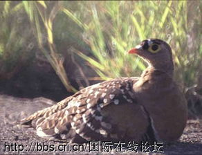 sand grouse,Sand Grouse: A Detailed Multidimensional Introduction