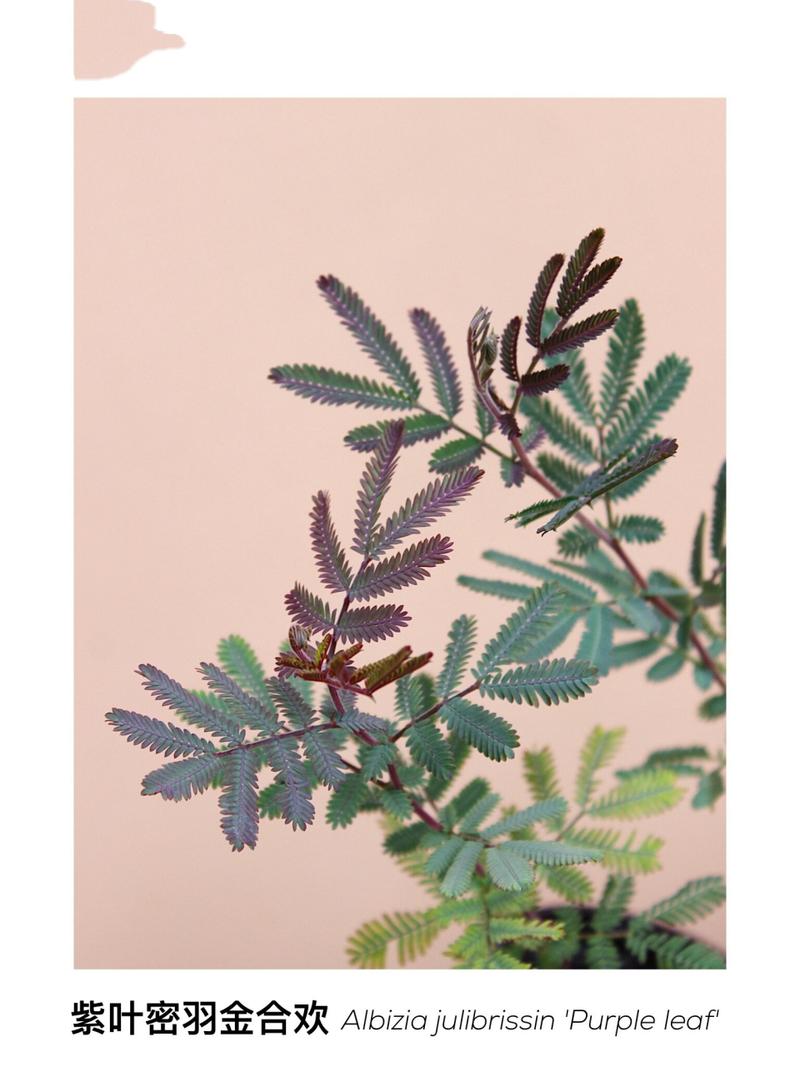 purple leaf sand cherry shrub,Purple Leaf Sand Cherry Shrub: A Detailed Overview