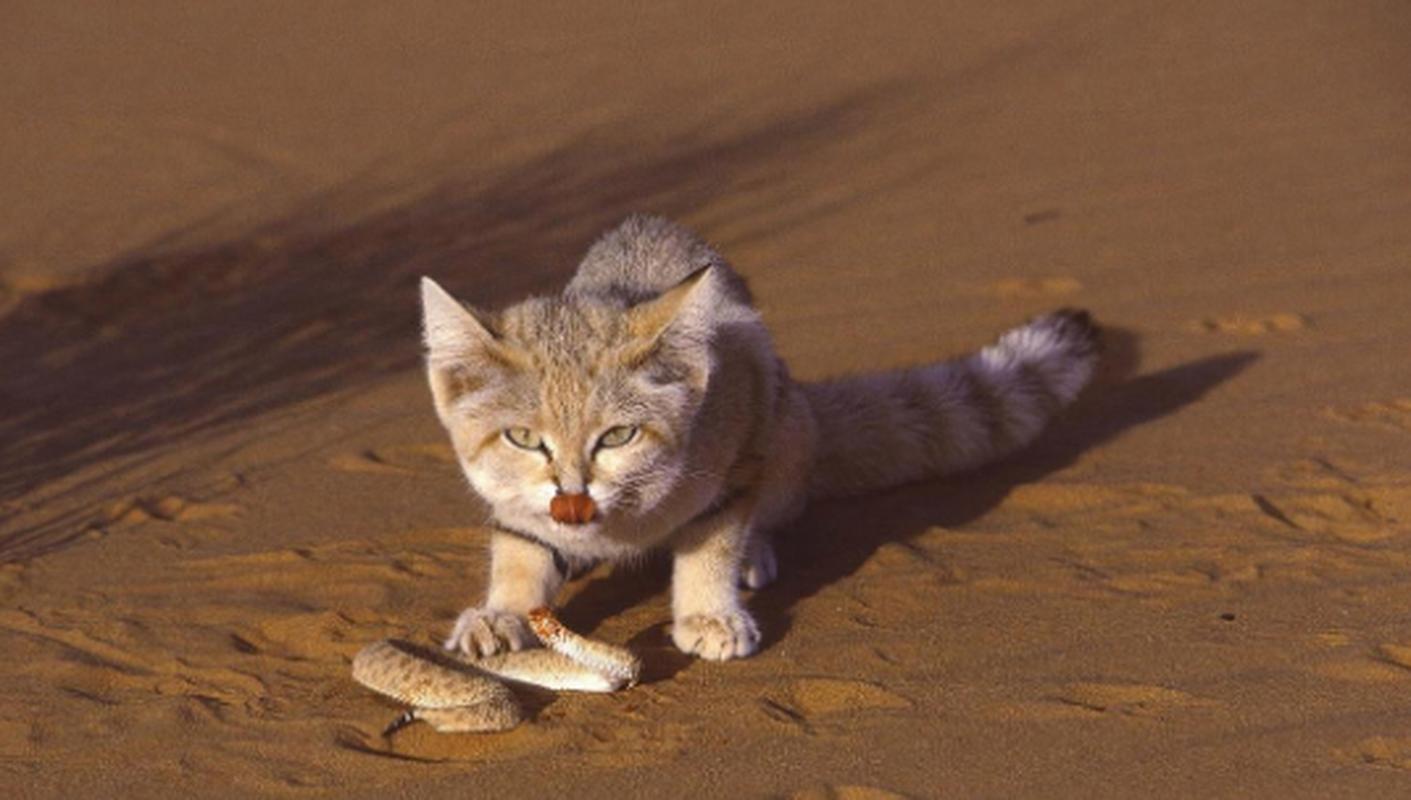 desert sand cat,Desert Sand Cat: A Unique Feline of the Dunes