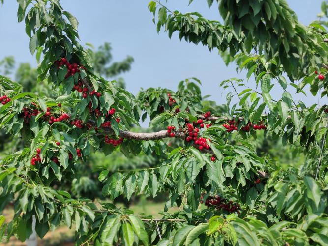 cherry sand tree,Cherry Sand Tree: A Detailed Overview