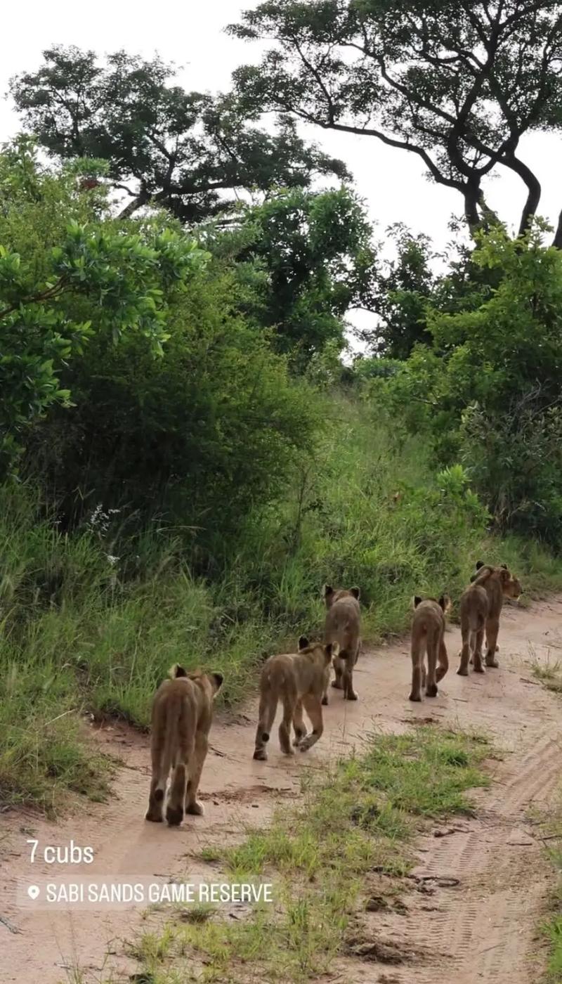 sabi sands lodges south africa,Sabi Sands Lodges South Africa: A Luxury Safari Experience Tailored Just for You