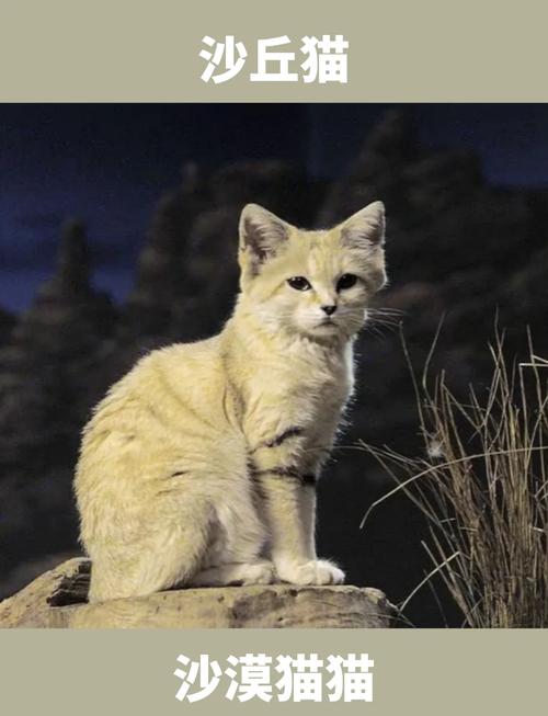 sand dune cat for sale,What is a Sand Dune Cat?