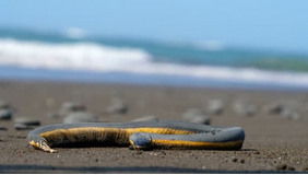 the sand and the sea,The Sand and the Sea: A Multidimensional Journey