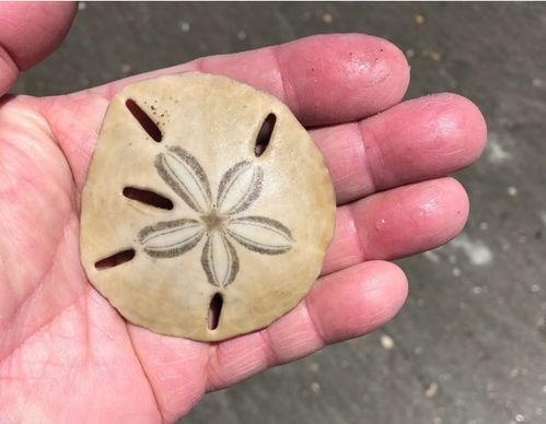 a sand dollar