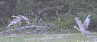 sand crane noise,Sand Crane Noise: A Detailed Multidimensional Introduction