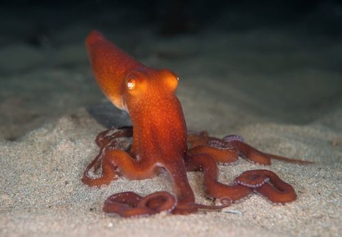 sand octopus,Sand Octopus: A Mysterious and Fascinating Creature