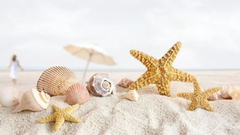 starfish and sand dollars,Starfish and Sand Dollars: A Comprehensive Guide