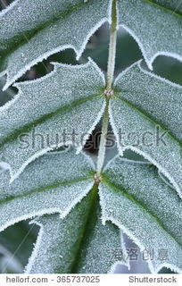 purple leaf sand cherry in winter,Purple Leaf Sand Cherry in Winter: A Detailed Overview