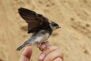 sand martin lider,Sand Martin Lider: A Comprehensive Guide