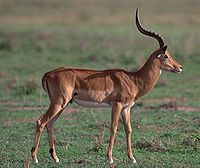 arabian sand gazelle facts,Introduction to the Arabian Sand Gazelle