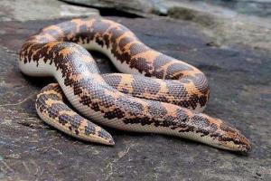 kenyan sand boa,Kenyan Sand Boa: A Detailed Multidimensional Introduction