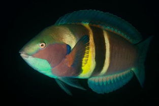 wrasse hiding in sand,Wrasse Hiding in Sand: A Mysterious Dive into the Ocean’s Depths