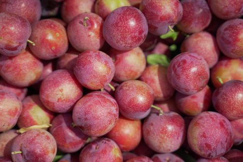 sand cherry fruit,Sand Cherry Fruit: A Detailed Multidimensional Introduction