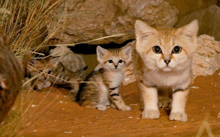 sand cat habitat,Sand Cat Habitat: A Detailed Exploration