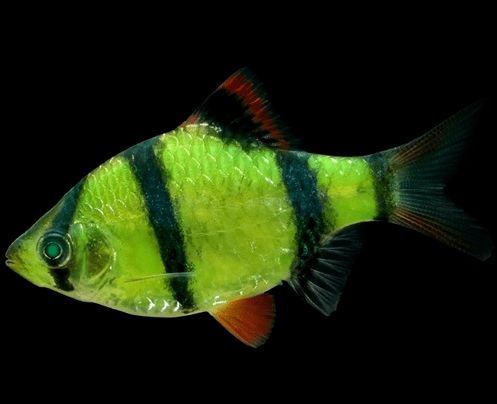 glofish aquarium sand,Discover the Wonders of Glofish Aquarium Sand