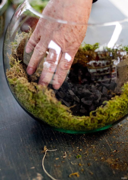 Diy terrarium sand,Diy Terrarium Sand: A Comprehensive Guide