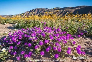 yellowstone sand verbena,Yellowstone Sand Verbena: A Detailed Overview